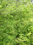 6.10.06 Table Mtn_3CR 104 